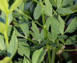 Zauberwürze aus Maggikraut (Liebstöckel)