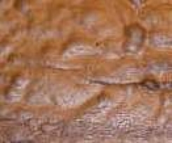 Gewürzkuchen vom Blech (ca. 35x40)