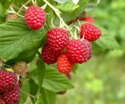 Leichte Schokoladen Mousse mit Himbeerperlen