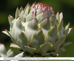 Artischocken Dip mit Feta