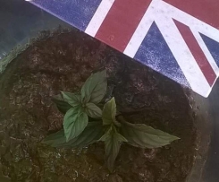 englische Minzsauce von cake cook