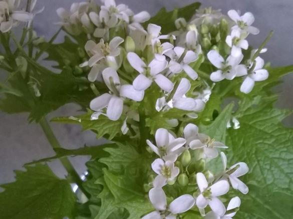 Knoblauchrauke (Frischkäse Essig Butter Pesto Saucenbinder etc.)