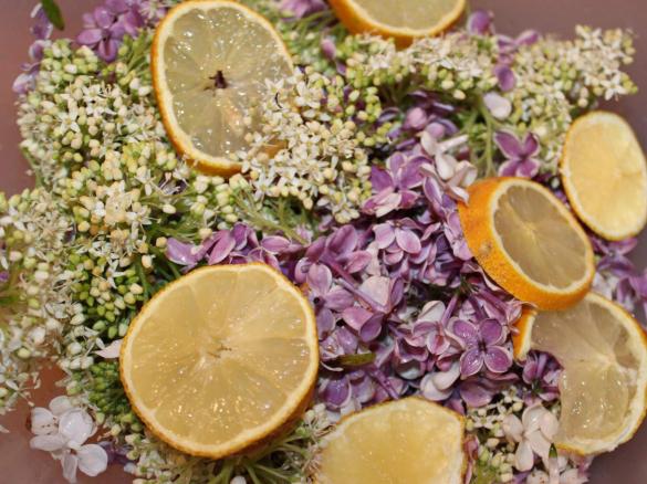 Holunder-Flieder-Rhabarber-Sirup