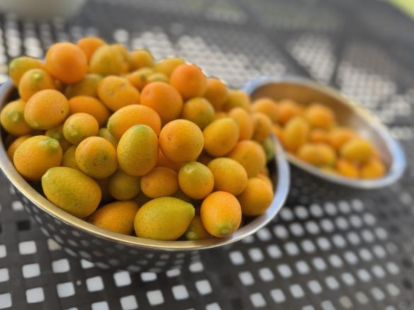 Kumpquat Orangen Marmelade