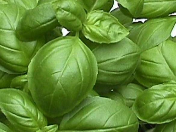 Basilikum-Parmesan-Creme