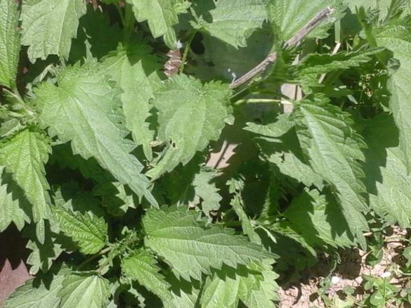 Oliven-Brennesselpesto