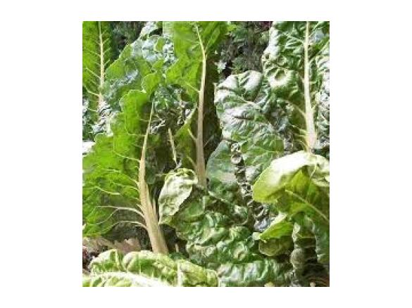 Krautstielsuppe Asia Style