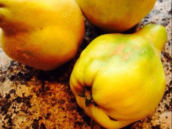 Quitten - Vaniille - Marmelade