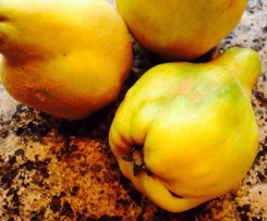 Quitten - Vaniille - Marmelade