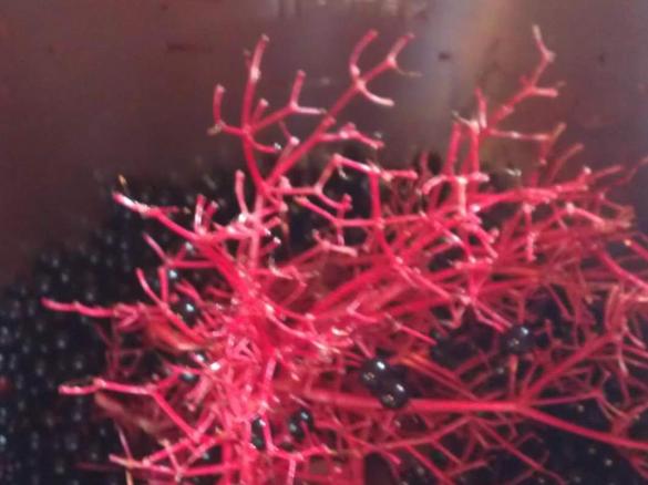 Holunderbeeren Sirub