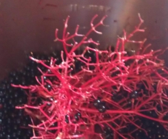 Holunderbeeren Sirub