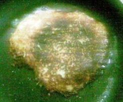 Kartoffelpuffer, ganz einfach und lecker