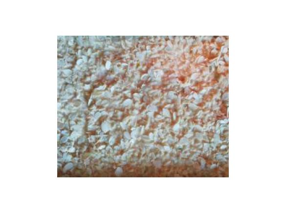 Apfel-Vanille Kuchen vom Blech