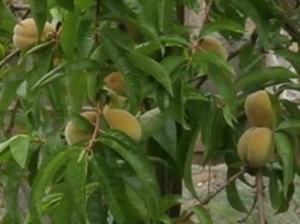 Pfirsich-Rhabarber-Marmelade