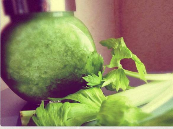 Staudensellerie-Grundstock