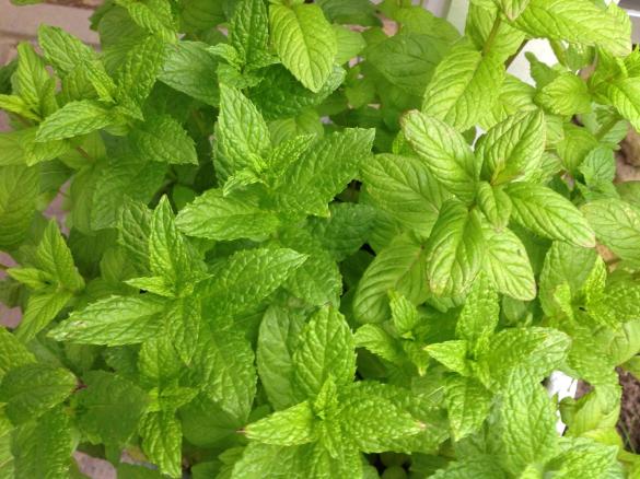 Joghurt-Minze-Dressing