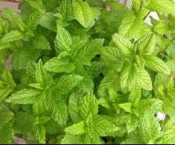 Joghurt-Minze-Dressing