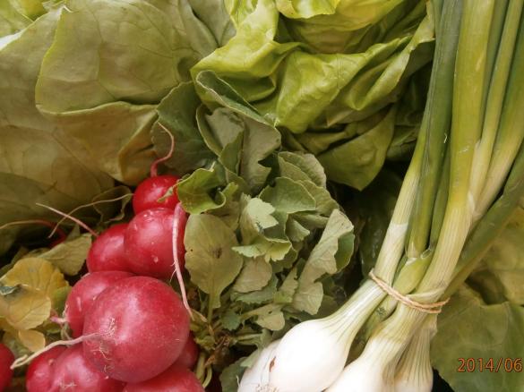 OBATZTER FRÜHLINGSFRISCH