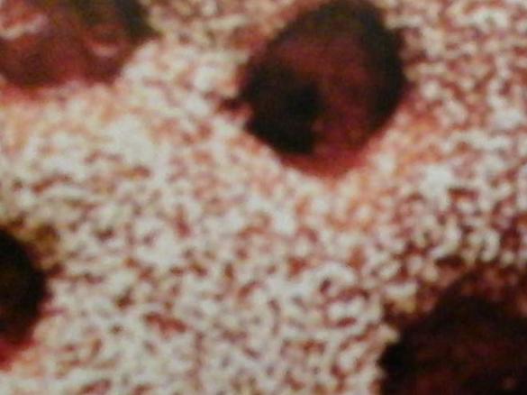 kirsch--lebkuchen-schnitte