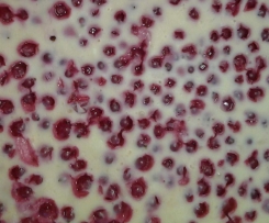 Johannisbeer-Quark-Kuchen