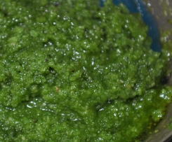 Kräuterpesto