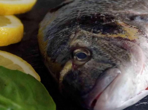 Dorade, herrlich italienisch