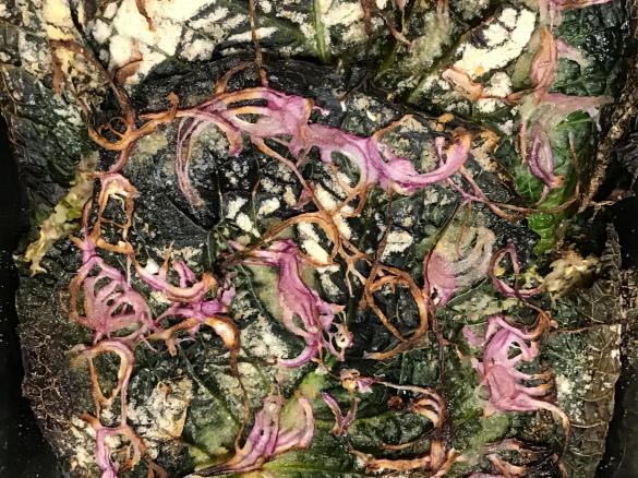 Wirsing-Auflauf/ Bauernauflauf mit Hack