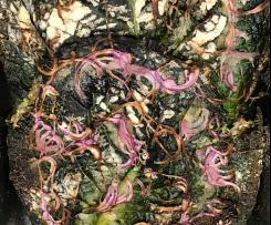 Wirsing-Auflauf/ Bauernauflauf mit Hack