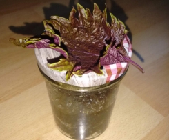 Perilla Pesto