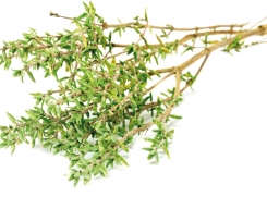 Tee gegen Husten, Schnupfen und Heiserkeit