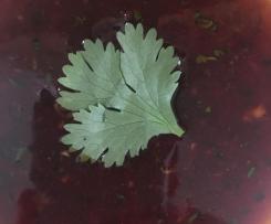 Pikante süß-saure Sauce zu Frühlingsrollen