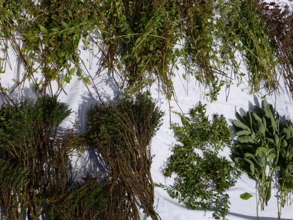 Kräuter trocknen (in der Kräuterhochsaison)