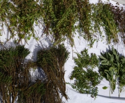 Kräuter trocknen (in der Kräuterhochsaison)