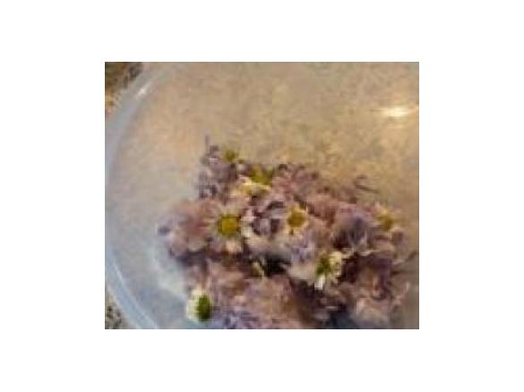 Zuckerblüten für die Kuchendekoration