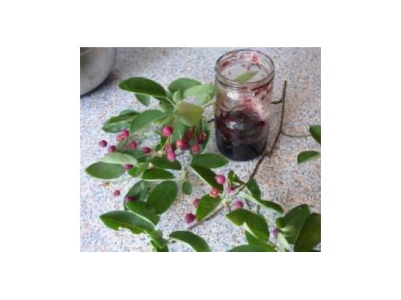 Felsenbirnen-Marmelade