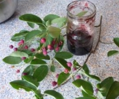 Felsenbirnen-Marmelade