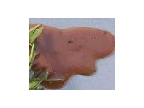 Italienisches Salatdressing