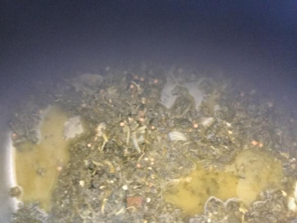 Grünkohl norddeutsch,klasssisch