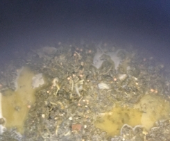 Grünkohl norddeutsch,klasssisch