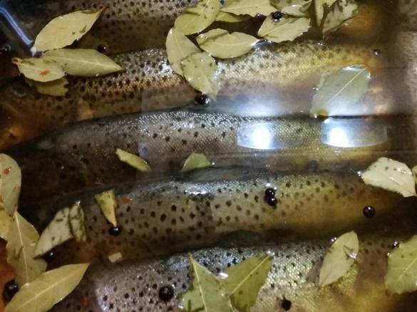 Salzlake zum Forellenräuchern