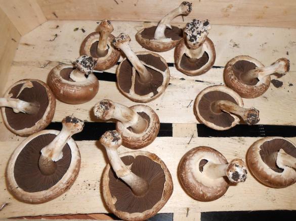 gefüllte Champingions für Grill und Backofen