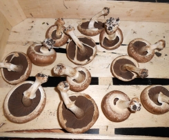 gefüllte Champingions für Grill und Backofen