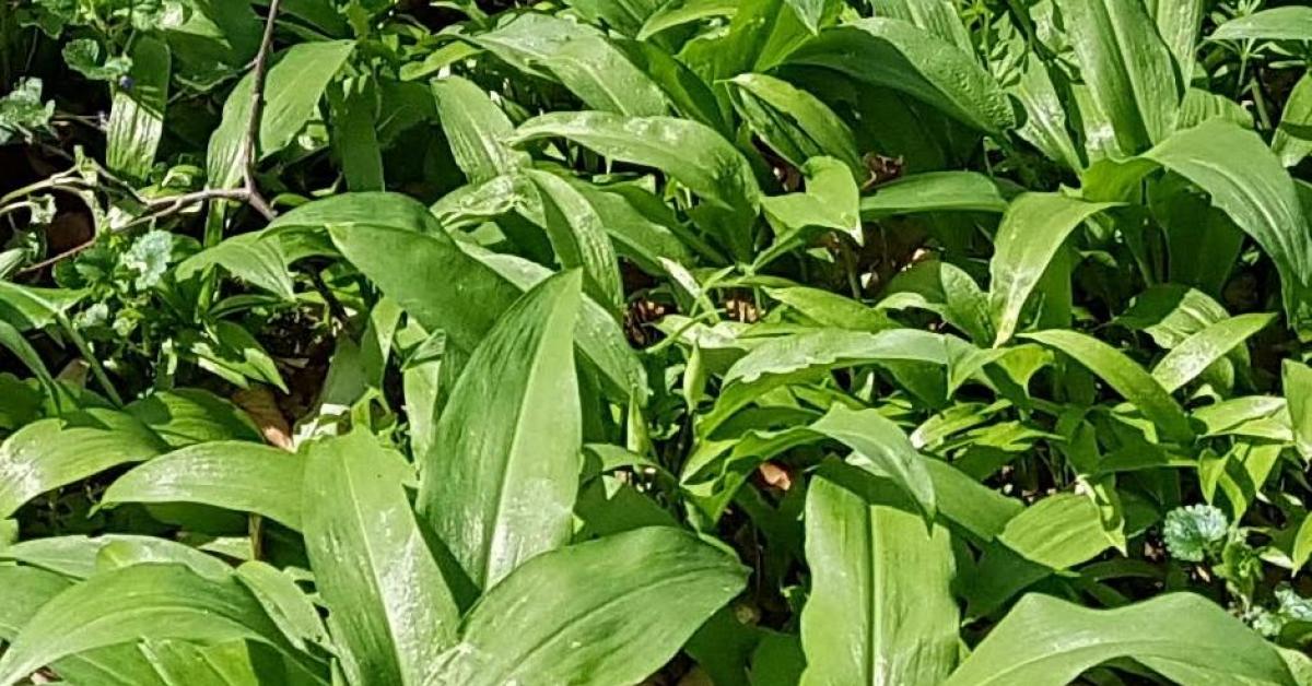 Bärlauch-Aufstrich/Variation Mediterraner Käseaufstrich von Nimari. Ein ...