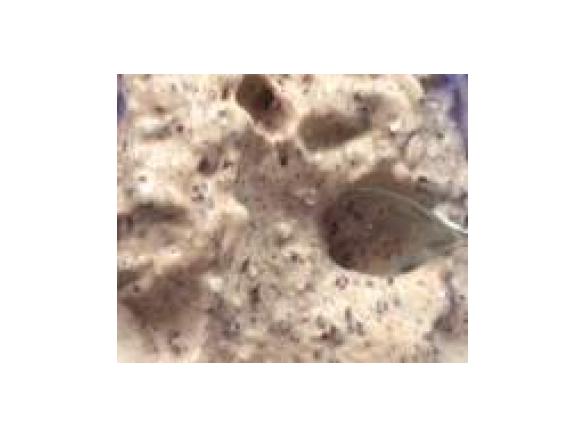 Zwetschgen Schoko Glace