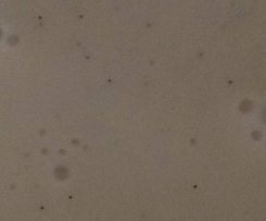 Vanillesauce schnell und einfach