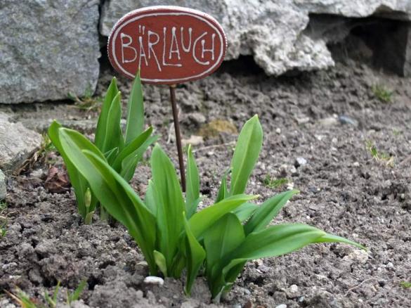 Bärlauchaufstrich - Bärlauchcreme