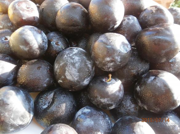 FRUCHTEIS PFLAUMEN  TRAUM