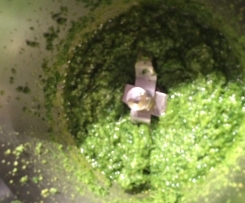 Petersilien Pesto 