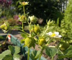 Beerenauflauf