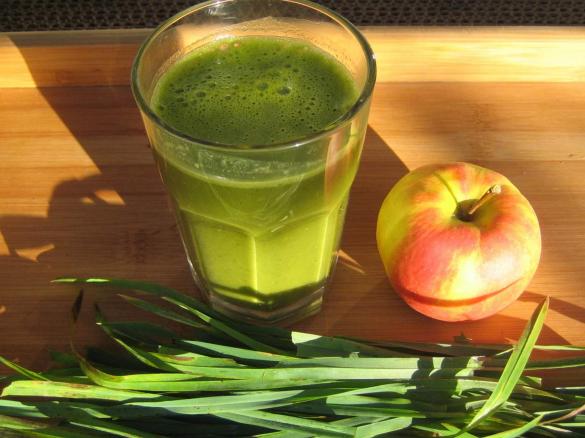 Wildgrassaft Vegan + Rohkost